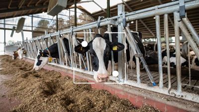 Revolutionizing cow welfare with CattleEye 