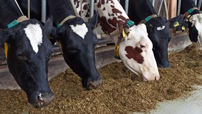 gea farm technologies feeding table