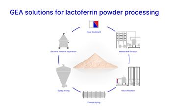 Lactoferrin powder processing solutions