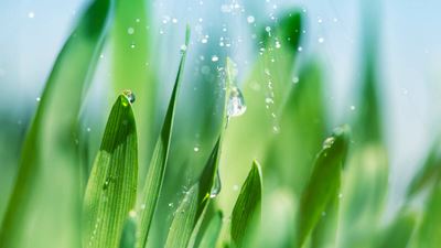 Fresh green leaves with dew, symbolizing GEA carbon capture technology, part of full carbon capture solutions and equipment for a sustainable future.