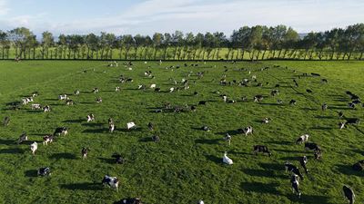 Cows in paddock