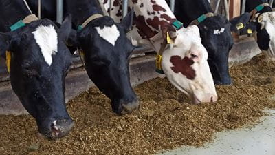 Increasing the milk production per cow is considered a powerful strategy for reducing GHG emissions per kg of milk produced. This can be achieved by more frequent feedings (6 to 8 times a day), fresh mixes and the greater precision of AFS. 