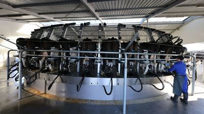 Cows being milked by T8500 rotary.