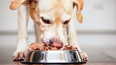 ingredienti alimentari per animali domestici