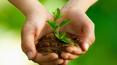 Hands cradling small green plant in soil 