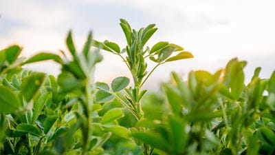 Hay from the alfalfa plant, also known as alfalfa (Medicago sativa), is a high-quality structural component in the feed ration for high-performance dairy cows due to its high crude fiber content. Alfalfa is also rich in natural vitamins and nutrients - and dairy cows love to eat it.