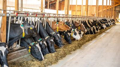 Producir más alimentos con menos emisiones: cómo ayudan el aire y la electricidad