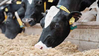 Elles sont ce qu’elles mangent : garder ses vaches en forme et en bonne santé plus longtemps avec la bonne stratégie d’affouragement