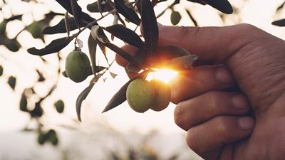 GEA center of excellence on olive oil