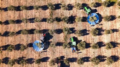 Olive harvest on fields in Spain