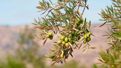 Olive tree