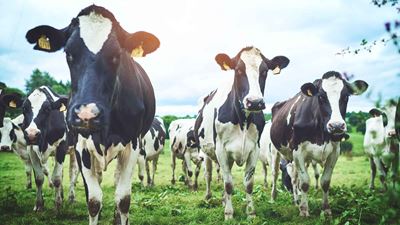 GEA helps dairy cows avoid lameness with AI solution