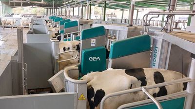 Batch milking installation with GEA milking robots